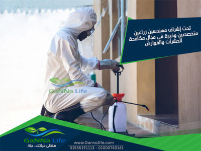 مكافحة وابادة الحشرات المنزلية