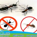 التخلص من النمل نهائيا