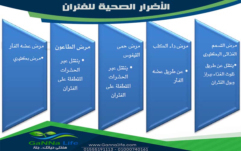 الأضرار الصحية للفئران