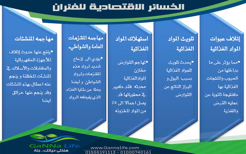 الخسائر الاقتصادية للفئران