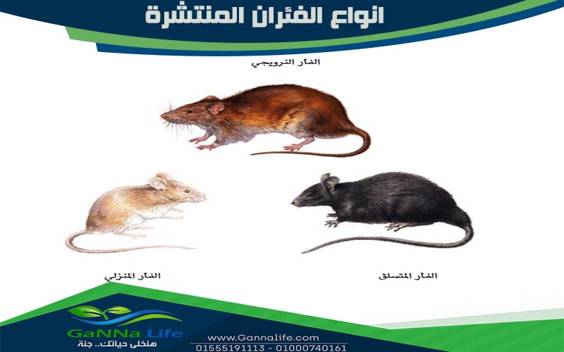 انواع الفئران المنتشرة