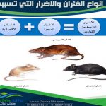اضرار الفئران وانواعها المختلفة
