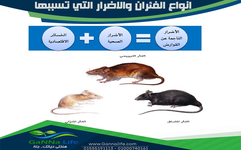 انواع الفئران والاضرار التي تسببها