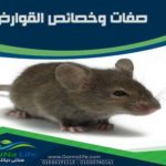 صفات وخصائص القوارض و الفئران