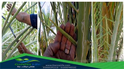 إزالة الأشواك