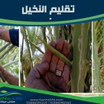 خدمة وصيانة النخيل – تقليم النخيل