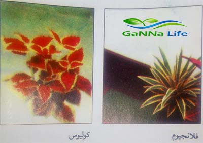 الفلانجيوم - الكوليوس