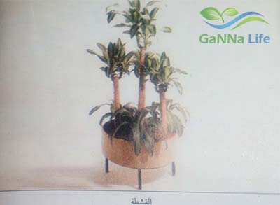 القشطة