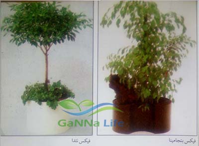 صور الزهور ونباتات الزينة فیکس بنجامينا - فیکس نتدا