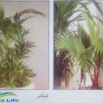 من اشجار النخيل الزينة المستخدمة في اللاند سكيب