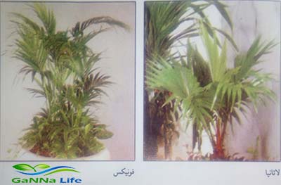 من اشجار النخيل الزينة - لاتانيا - الفونیکس