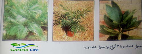 من اشجار النخيل الزينة - شامادوریا
