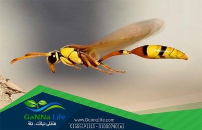 زنبور الاصفر