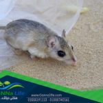 الزبابات