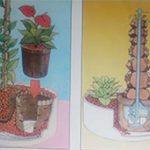 العمليات الزراعية لنباتات الزينة ( الضرورية )