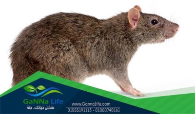 الفائر المنزلى
