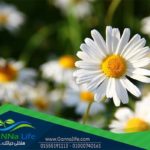 أهم أنواع الزهور التي تزرع في حدائق المنازل