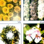 الاصابات الحشرية لنباتات الزينة