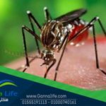 البعوض الحقيقي