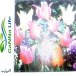 نباتات الزينة الأبصال المزهرة