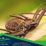 العناكب والعقارب