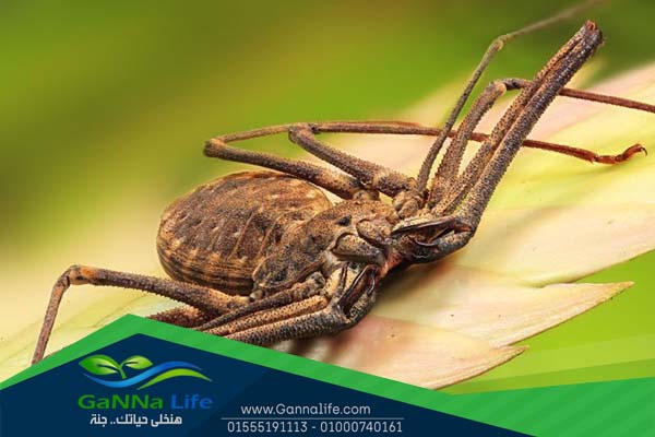 العناكب والعقارب