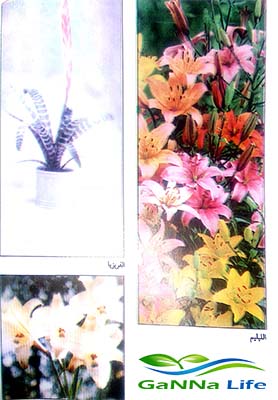 الفريزيا - الليليم (نباتات الزينة الأبصال المزهرة )