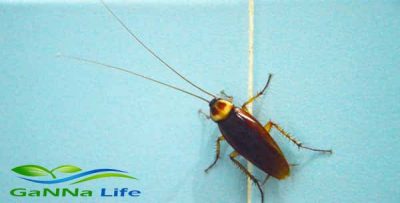 تأثير هرمونات الشباب المصنعة على الحشرات