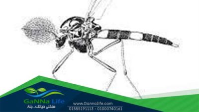 ذبابة الرمل