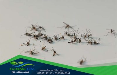 طرق مكافحة الحشرات المنزلية الكيماوية