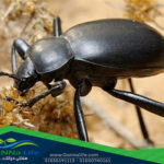 آفات الكتب