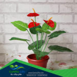 نباتات الظل والزينة