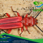 آفات منتجات الحبوب