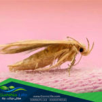 آفات الملابس والسجاد